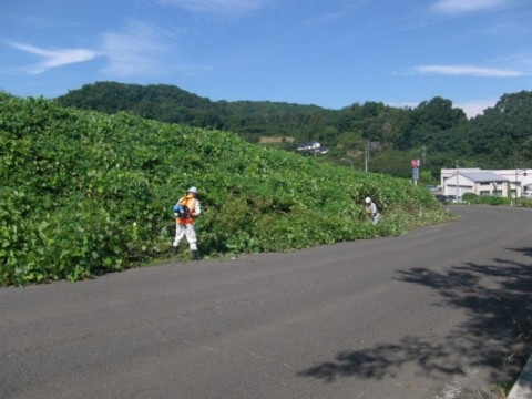 刈払い状況